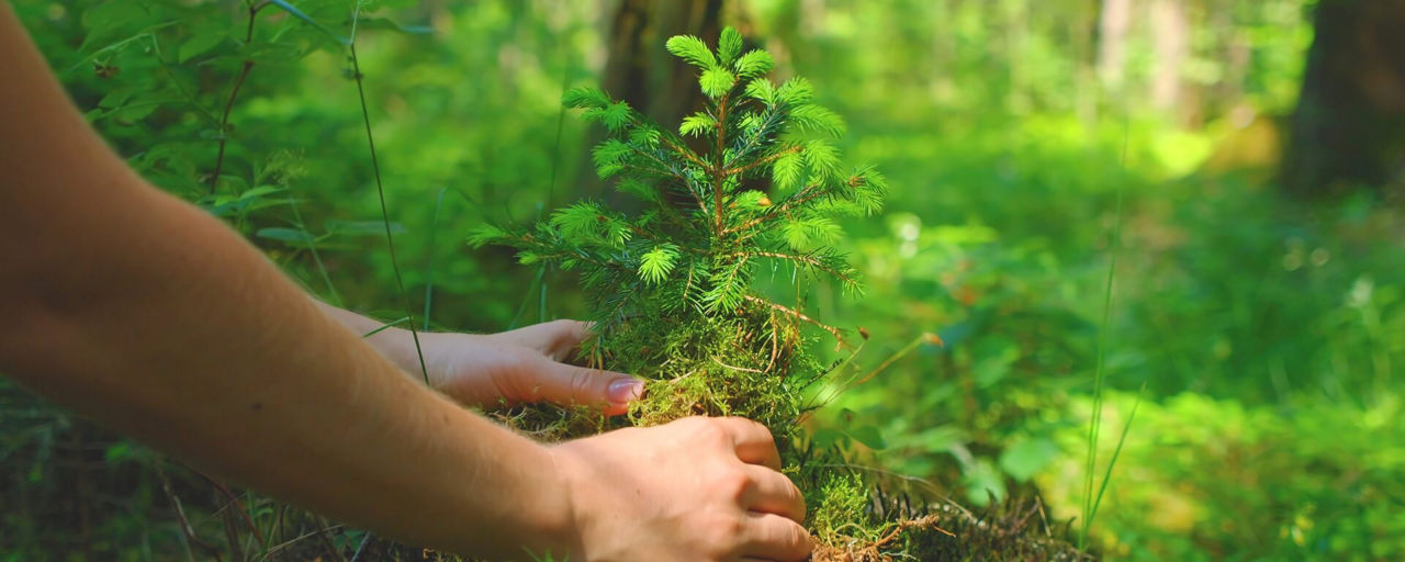 Zwei Hände, die gerade einen Baum im Wald einpflanzen