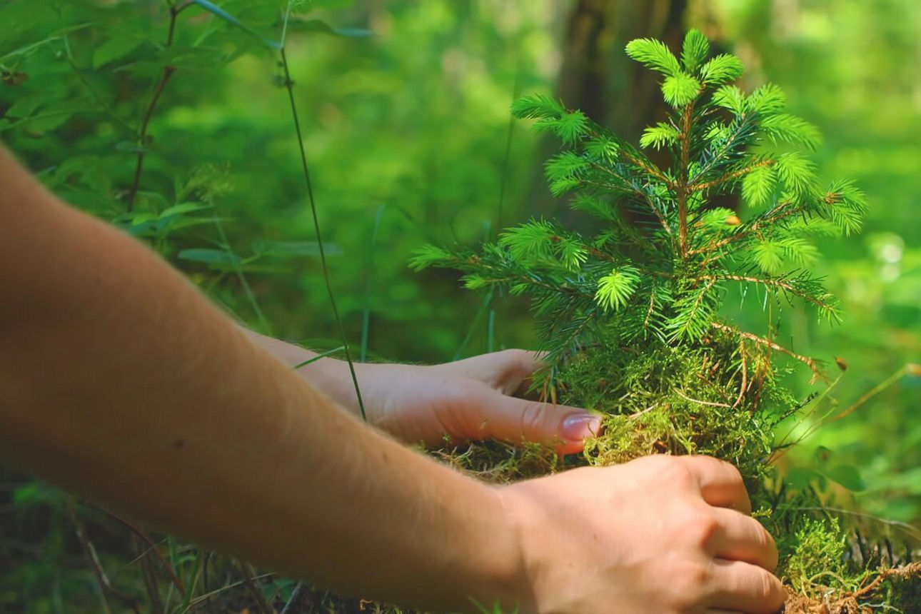 Zwei Hände, die gerade einen Baum im Wald einpflanzen