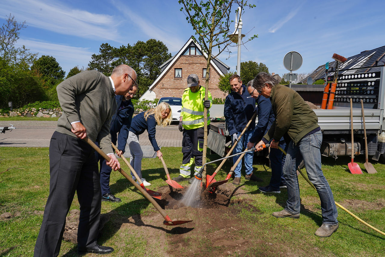 Mitarbeiter der Sylter Bank planzen einen Baum