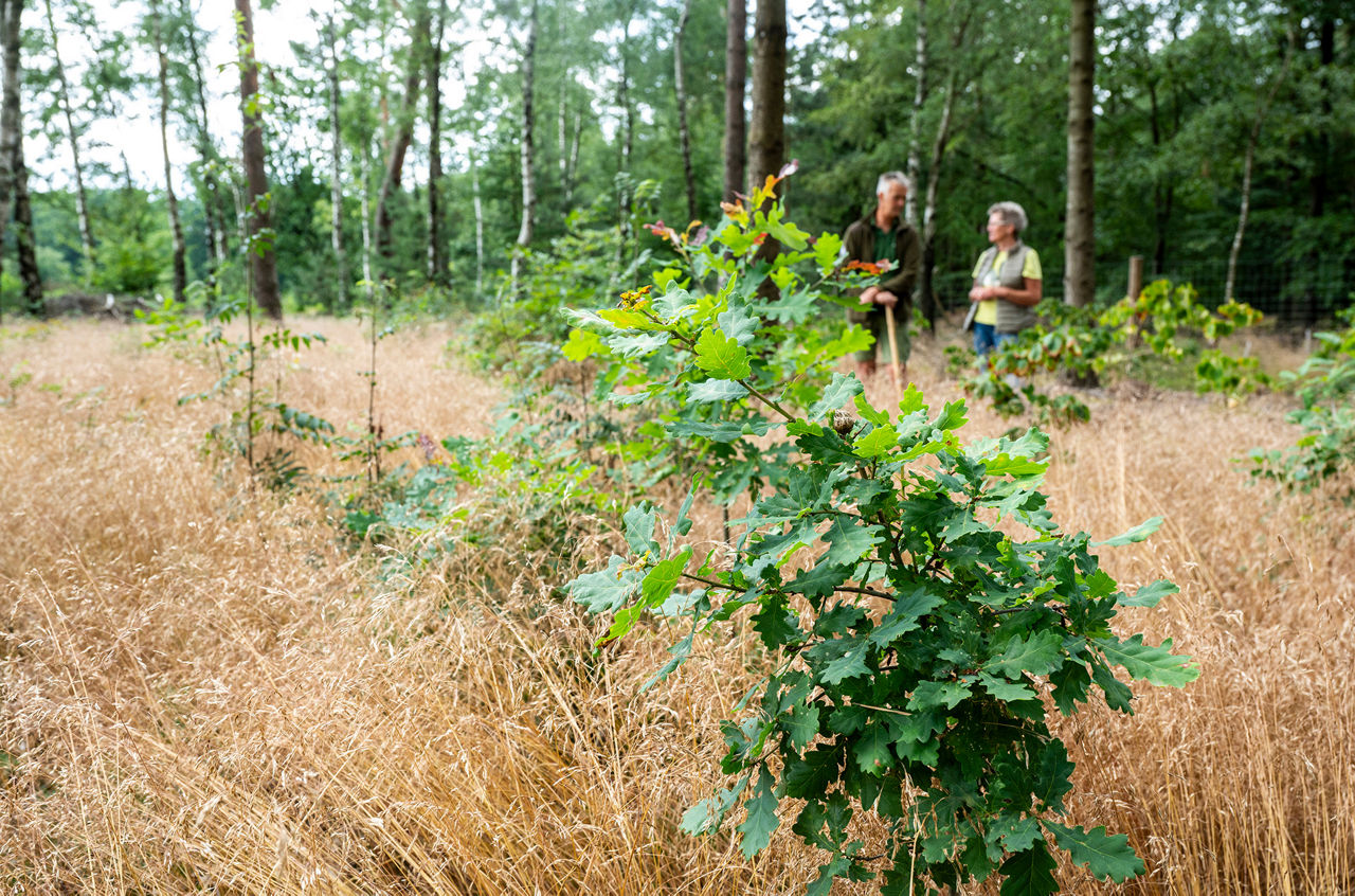junge, frisch gepflanzte Baumsetzlinge im Wald