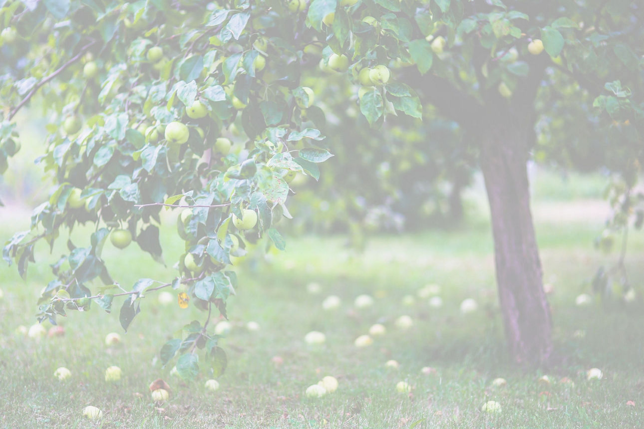 Grüner Obstbaum mit Früchten in einer hellen, idyllischen Garten- oder Wiesenlandschaft.