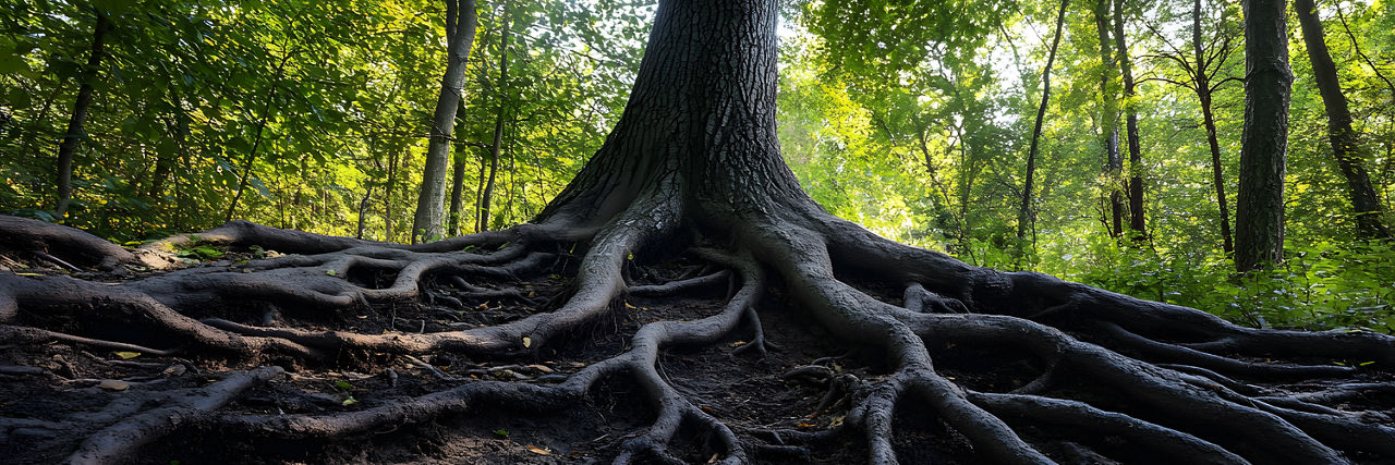 Baum mit Wurzeln