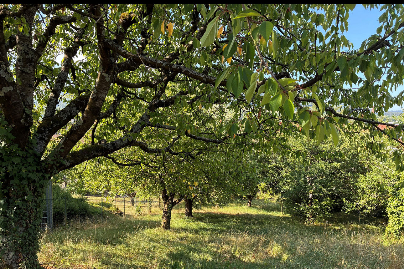 Idyllische Gartenlandschaft mit alten Bäumen, grüner Wiese und sonniger, natürlicher Atmosphäre.