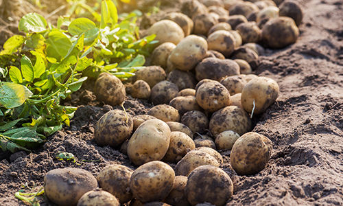 Viele Kartoffeln liegen auf der Erde neben kleinen grünen Pflanzen 