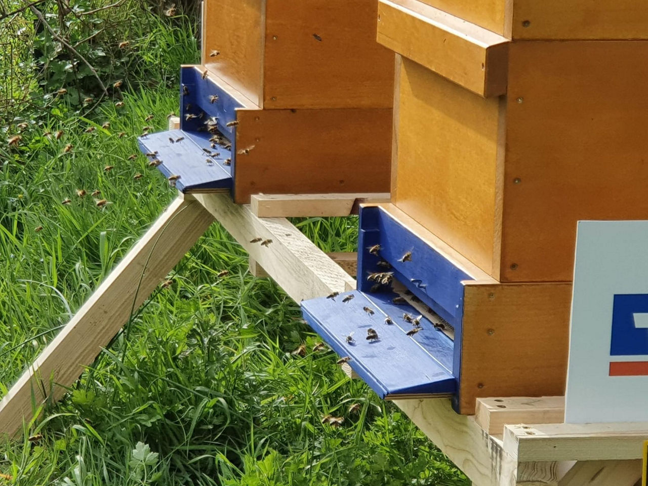 Bienen im Anflug auf das Bienenhaus