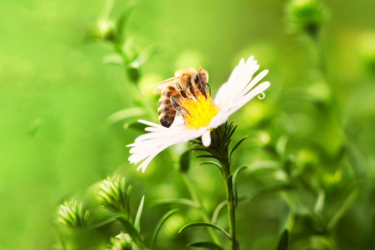 Biene sitzt auf einer Blume
