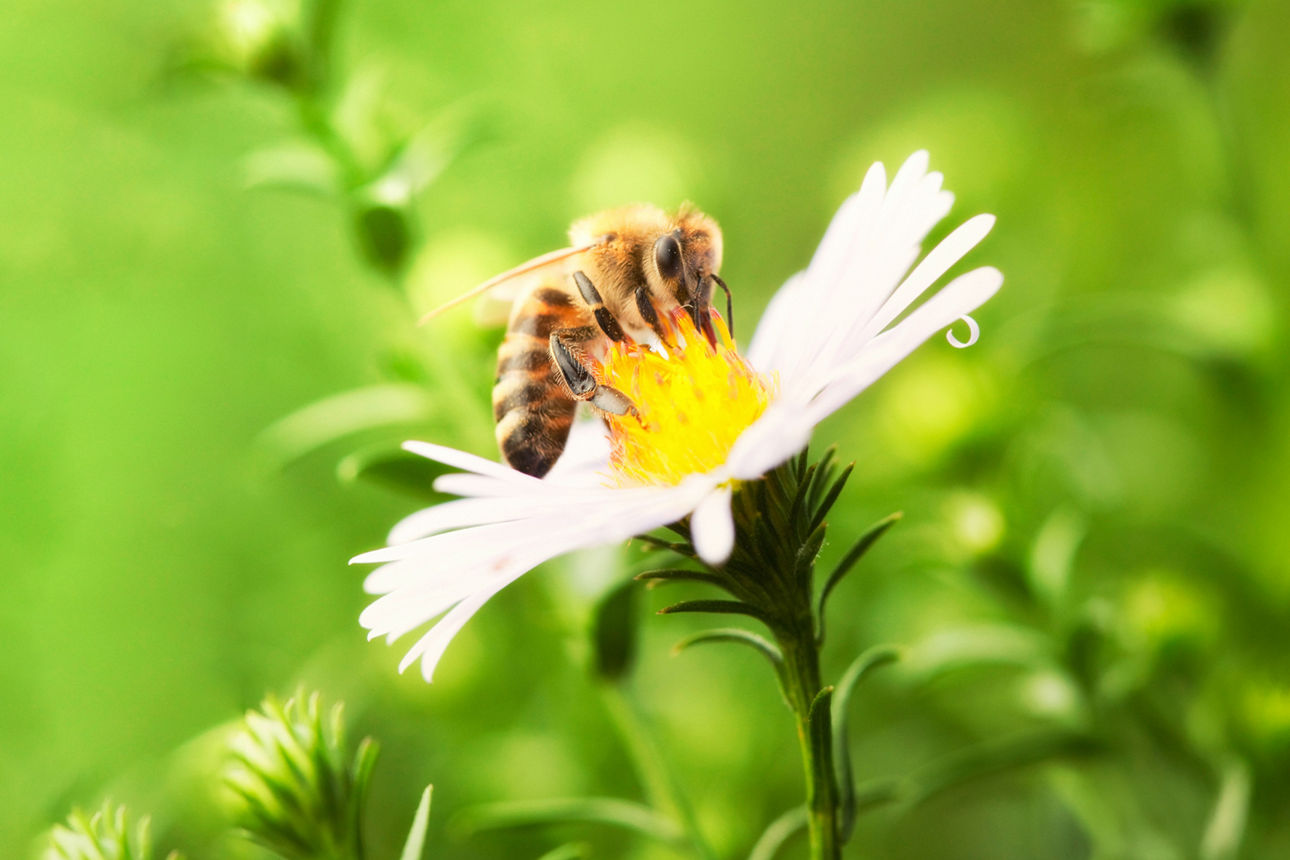 Biene sitzt auf einer Blume