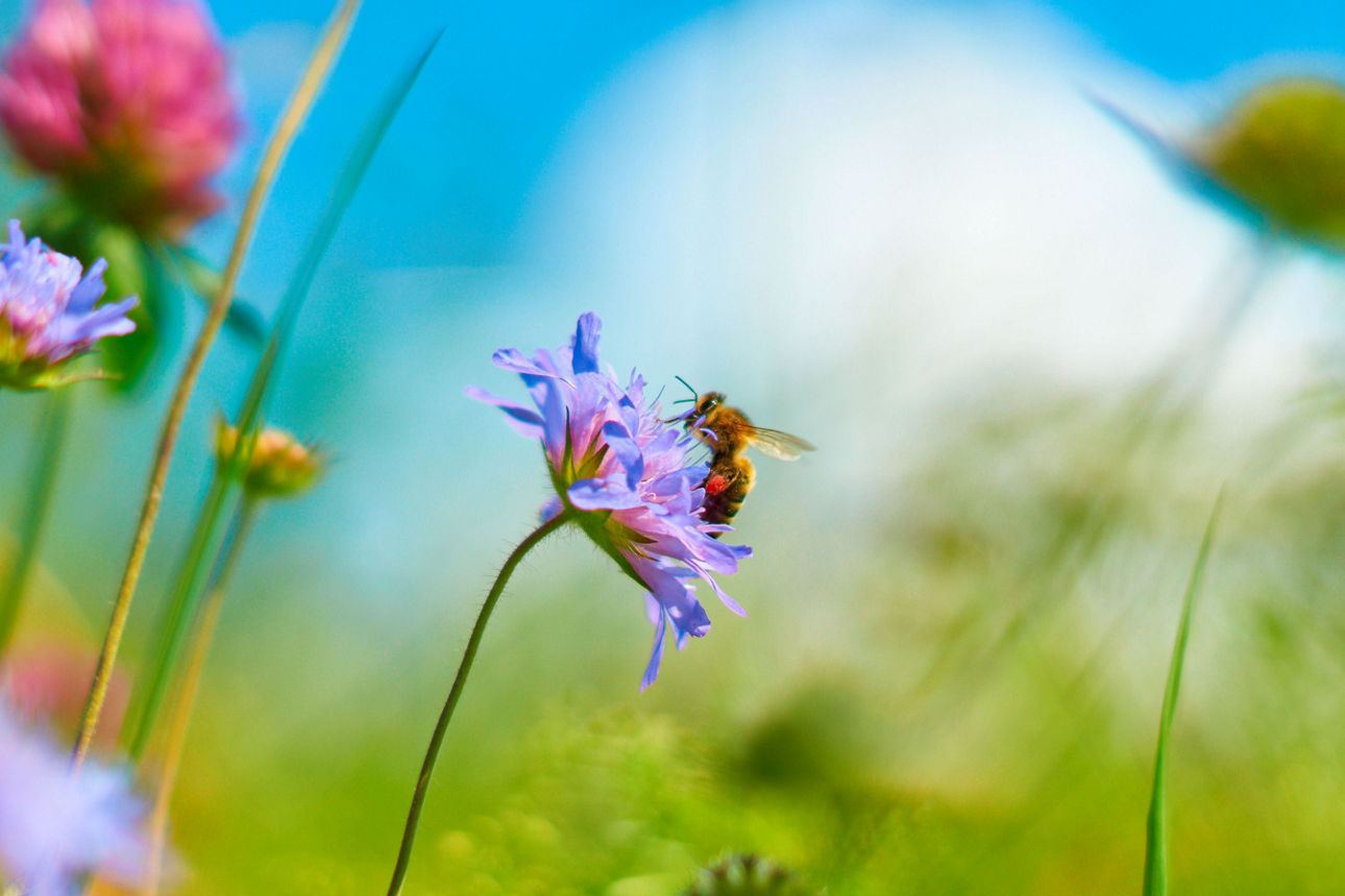 Eine Biene sitzt auf einer violetten Blume auf einer bunten Wiese vor blauem Himmel, Makroaufnahme.