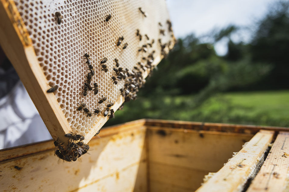 Bienen auf einer Honigwabe