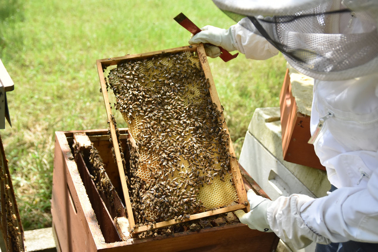 Bienenvolk auf Waben
