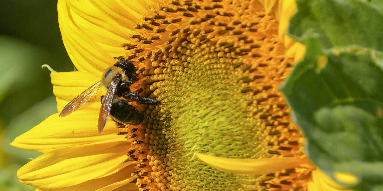 Eine Nahaufnahme von einer Biene, die auf eine Sonnenblume sitzt.