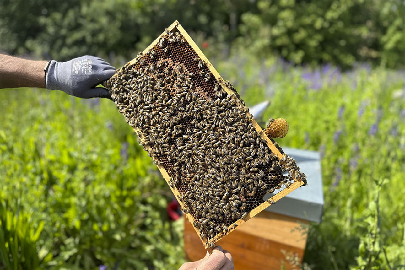 Unser Bienenvolk in Wittlich