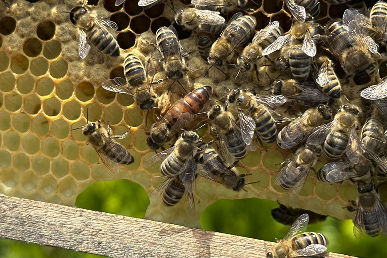 Unser Bienenvolk in Wittlich