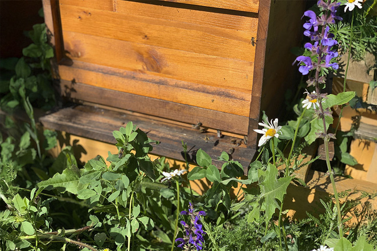 Unser Bienenvolk in Wittlich