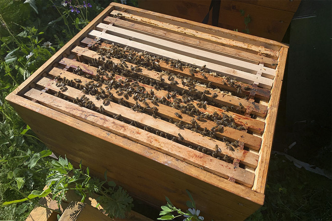 Unser Bienenvolk in Wittlich