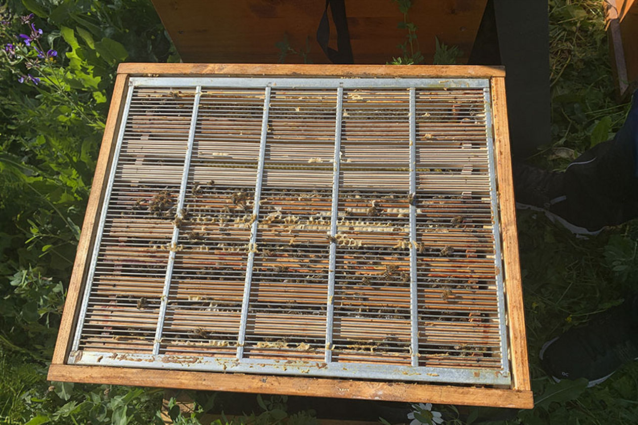 Unser Bienenvolk in Wittlich