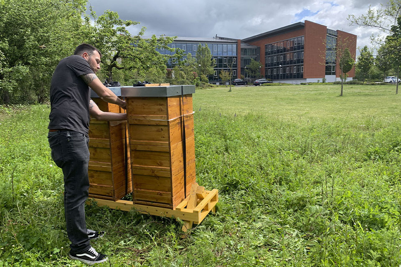 Unser Bienenvolk in Wittlich