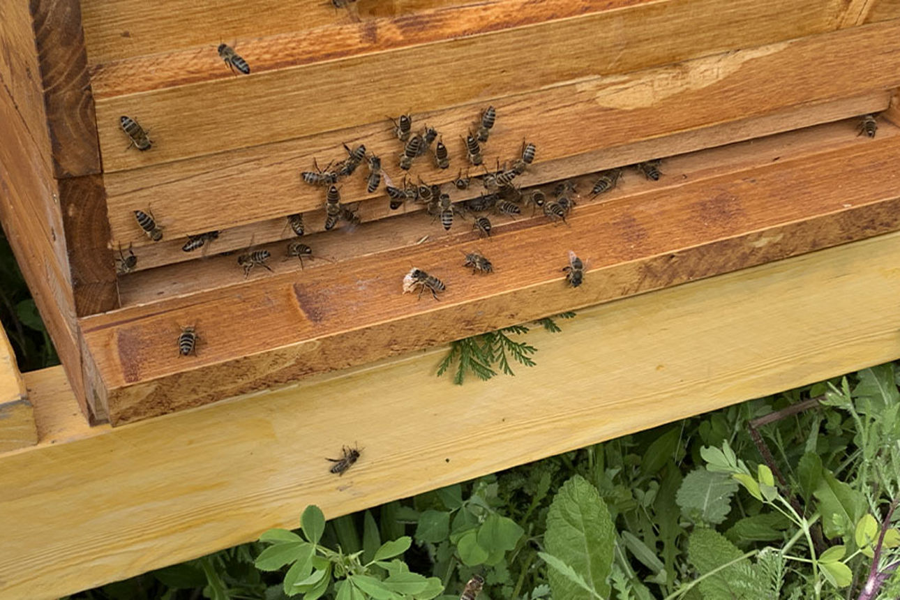 Unser Bienenvolk in Wittlich