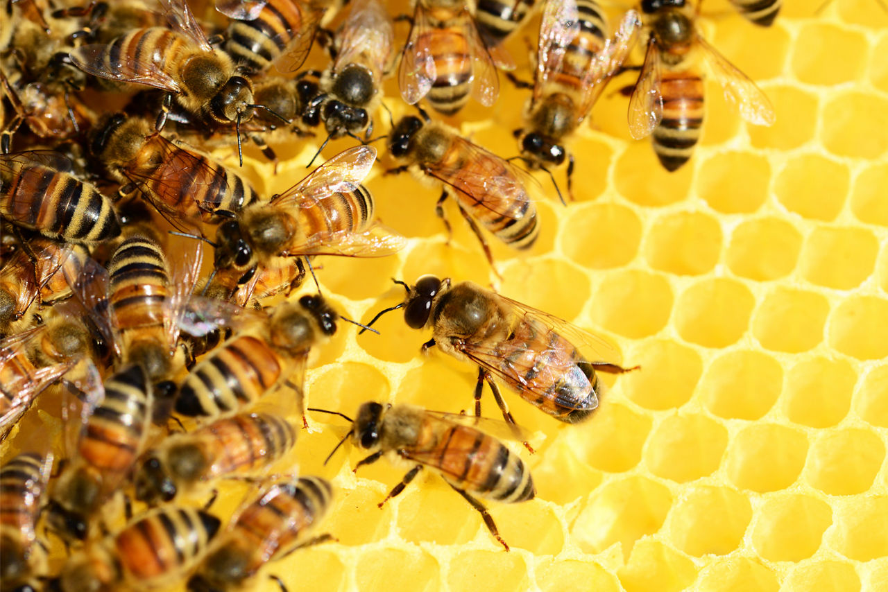 Nahaufnahme einer Honigwabe mit zahlreichen Bienen, die sich zusammenrotten