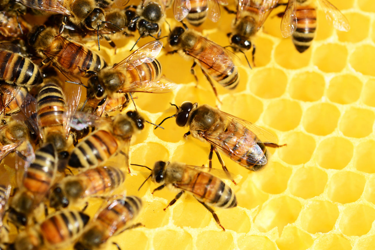 Nahaufnahme einer Honigwabe mit zahlreichen Bienen, die sich zusammenrotten