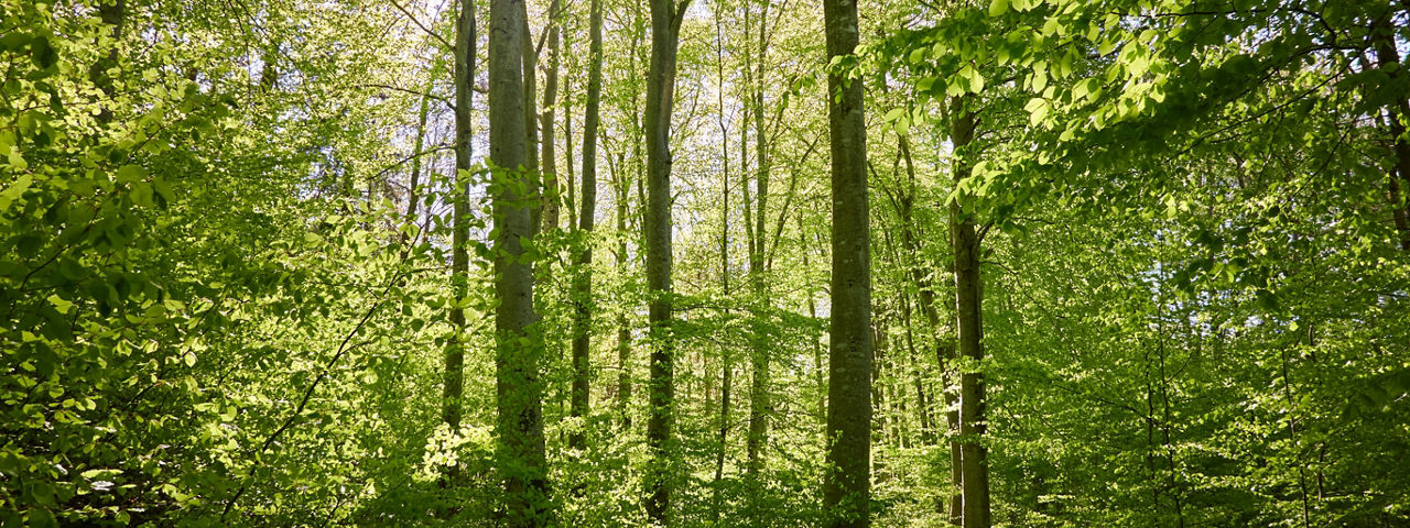 Blick in den Wald