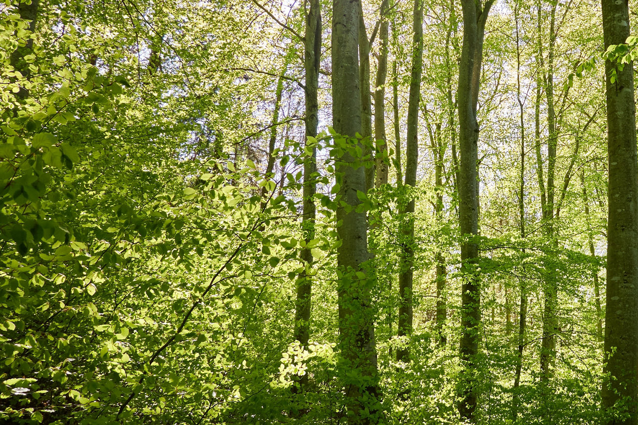 Blick in den Wald