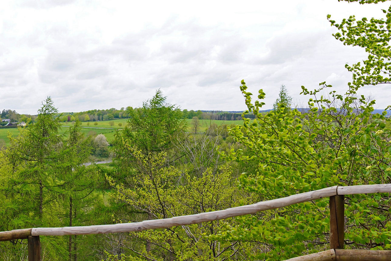 Blick auf Wald und Wiese