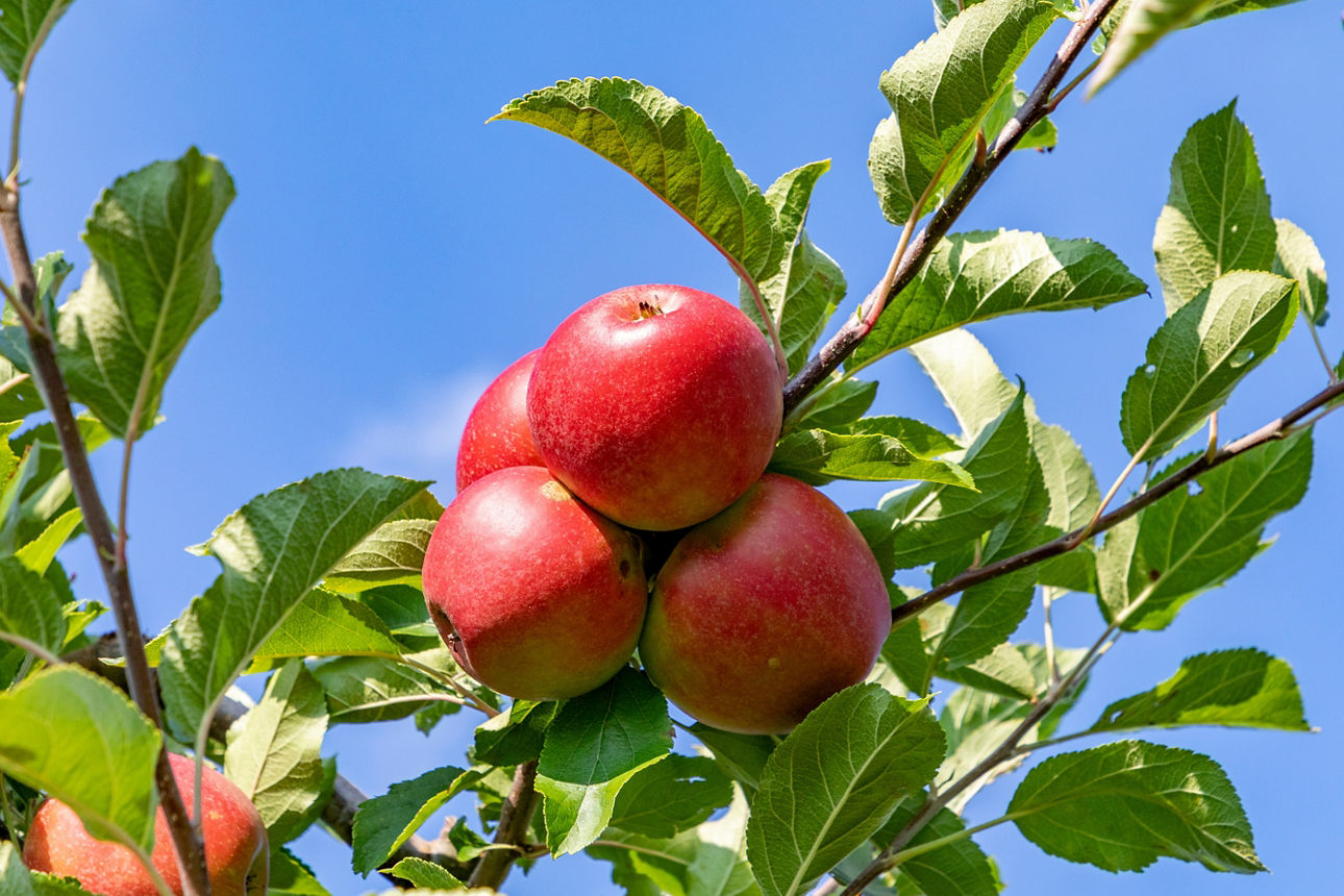 Blick auf einen Apfelbaum
