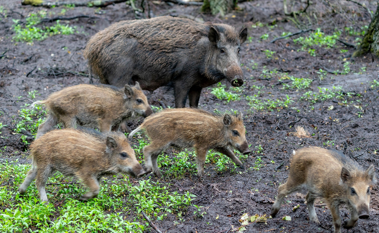 Wildschwein aus dem Wildpark Gangelt