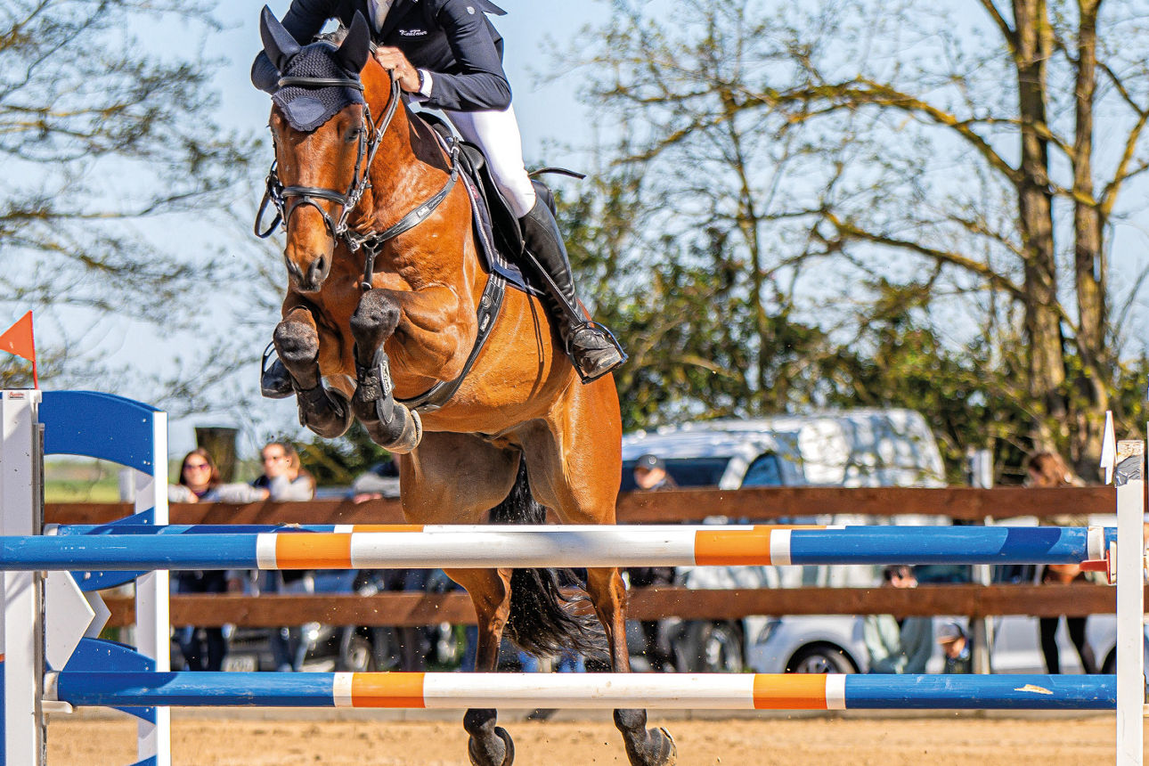 Pferd mit Reiter springt über ein blau orangen Oxer