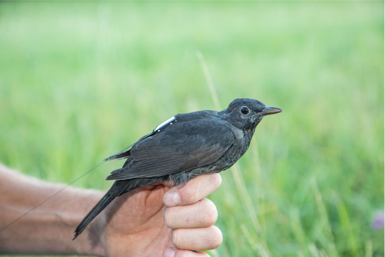 Eine Amsel sitzt auf einer Hand