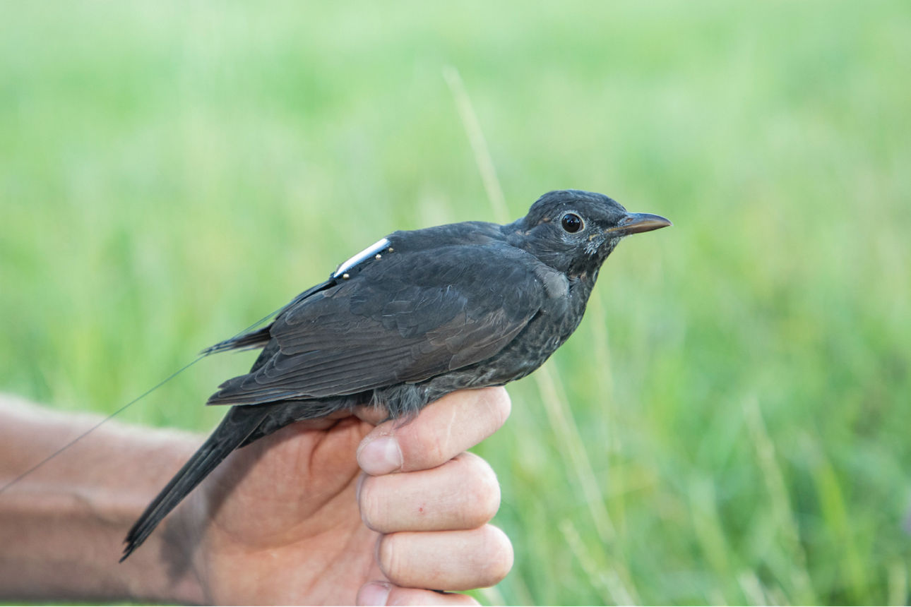 Eine Amsel sitzt auf einer Hand