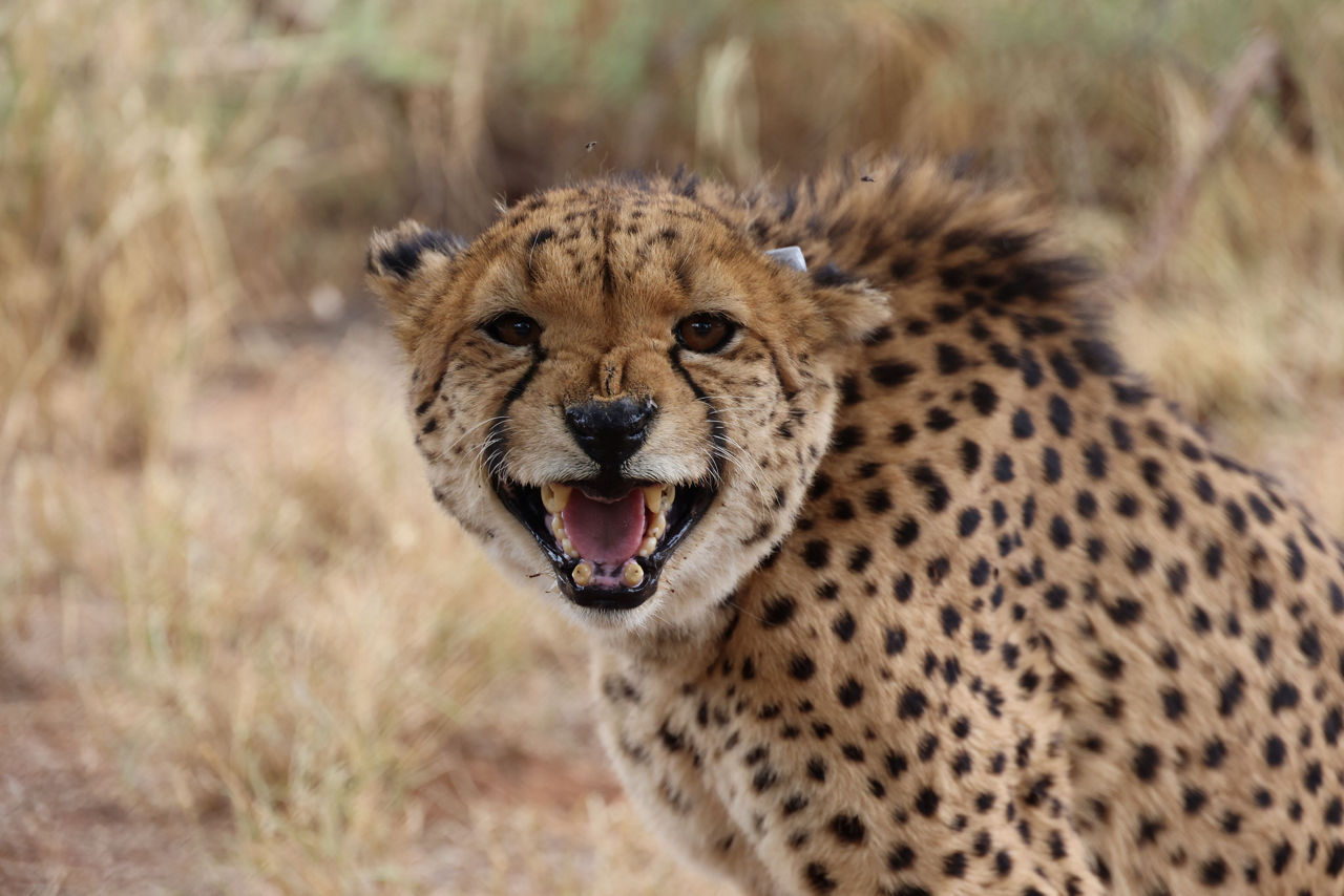 Ein fauchender Leopard