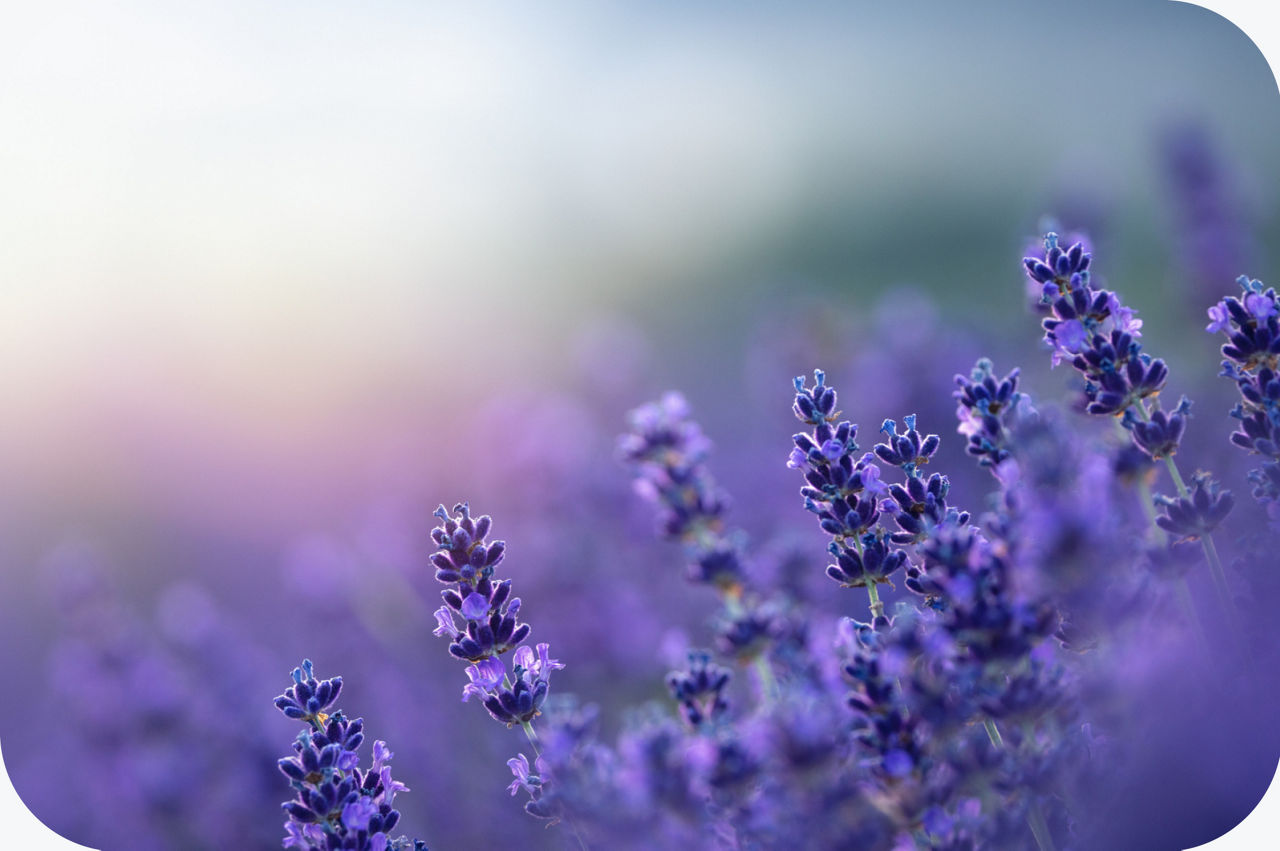 Lavendel als Nahaufnahme.