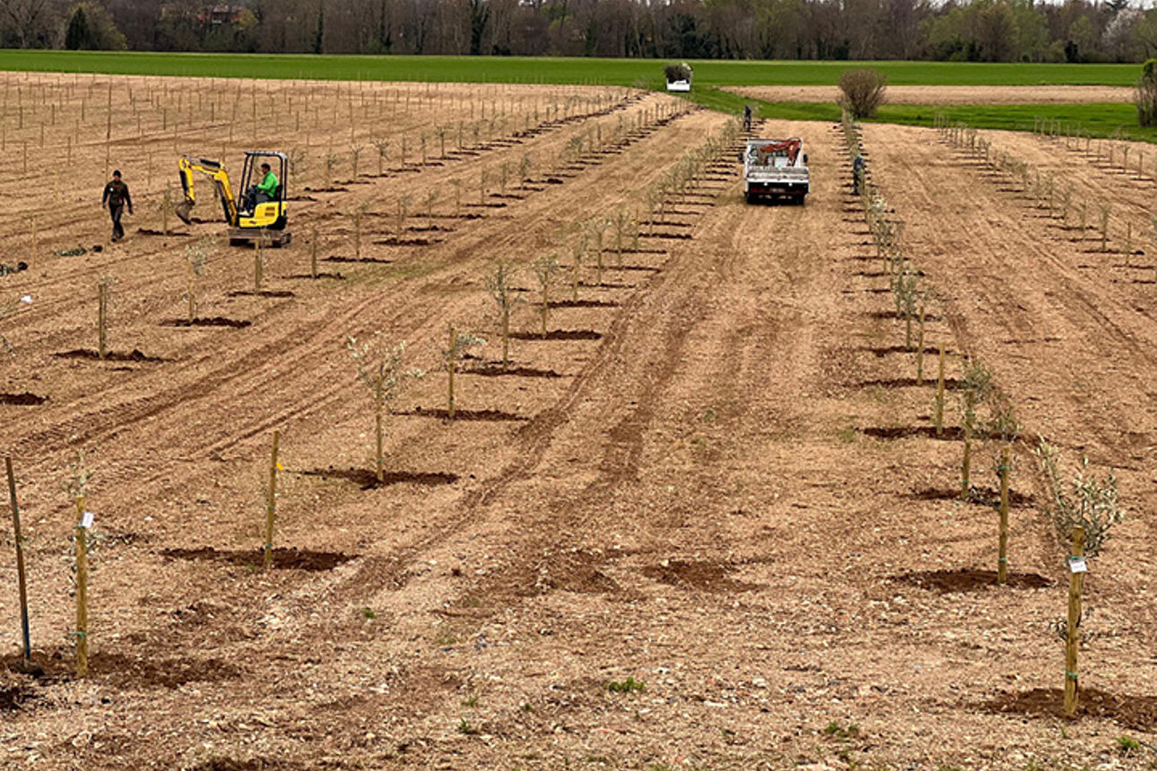 Acker mti Pflanzlöchern