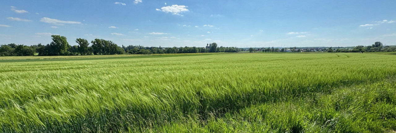 grünes Feld