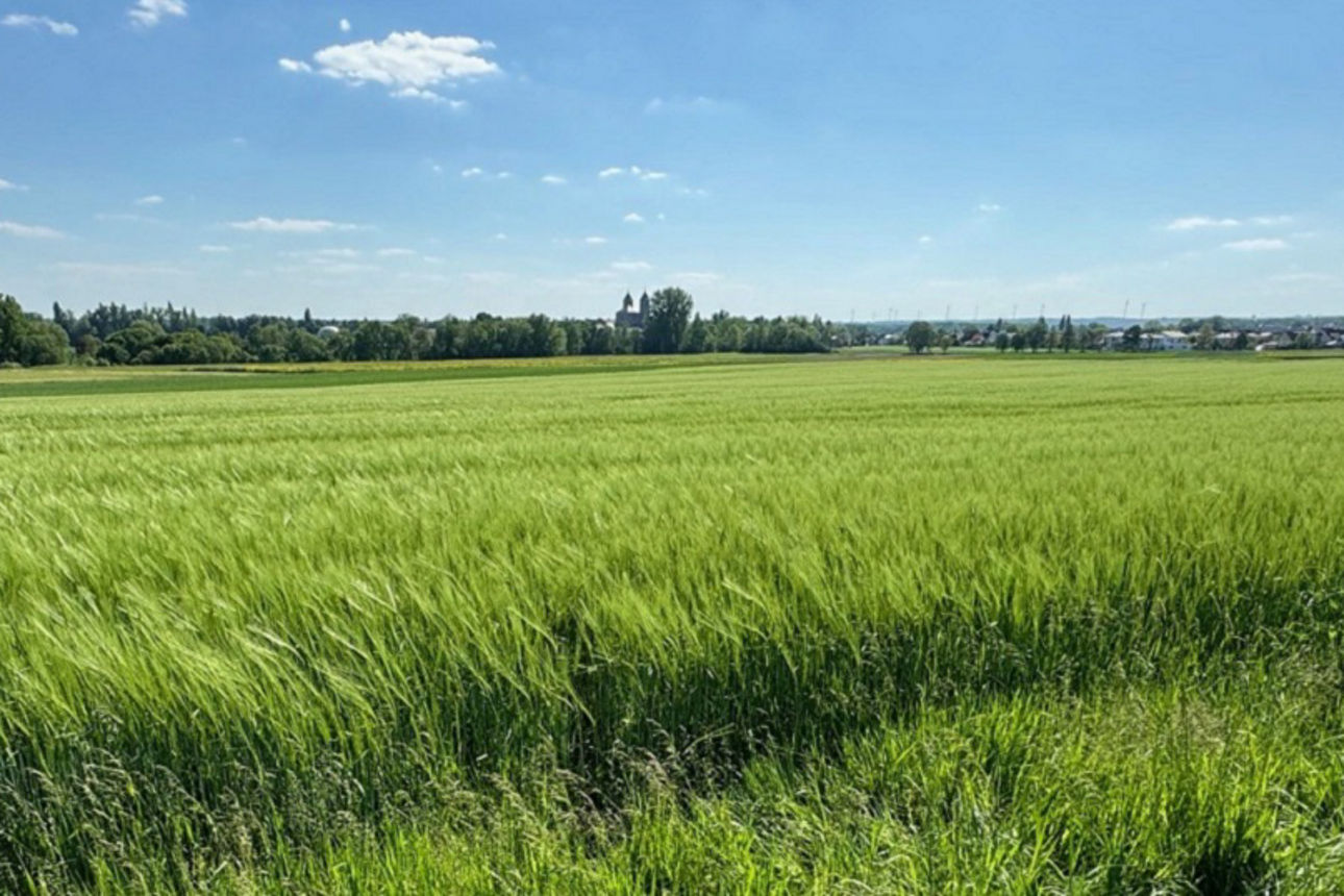 grünes Feld
