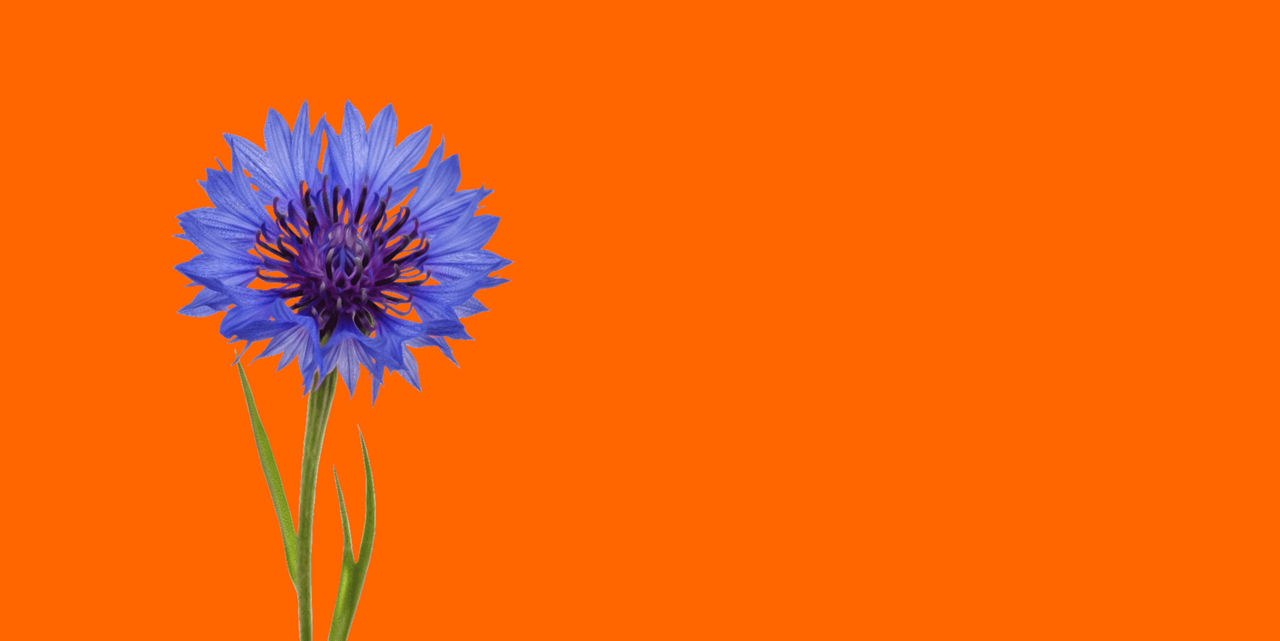 Blaue Kornblume vor orangem Hintergrund