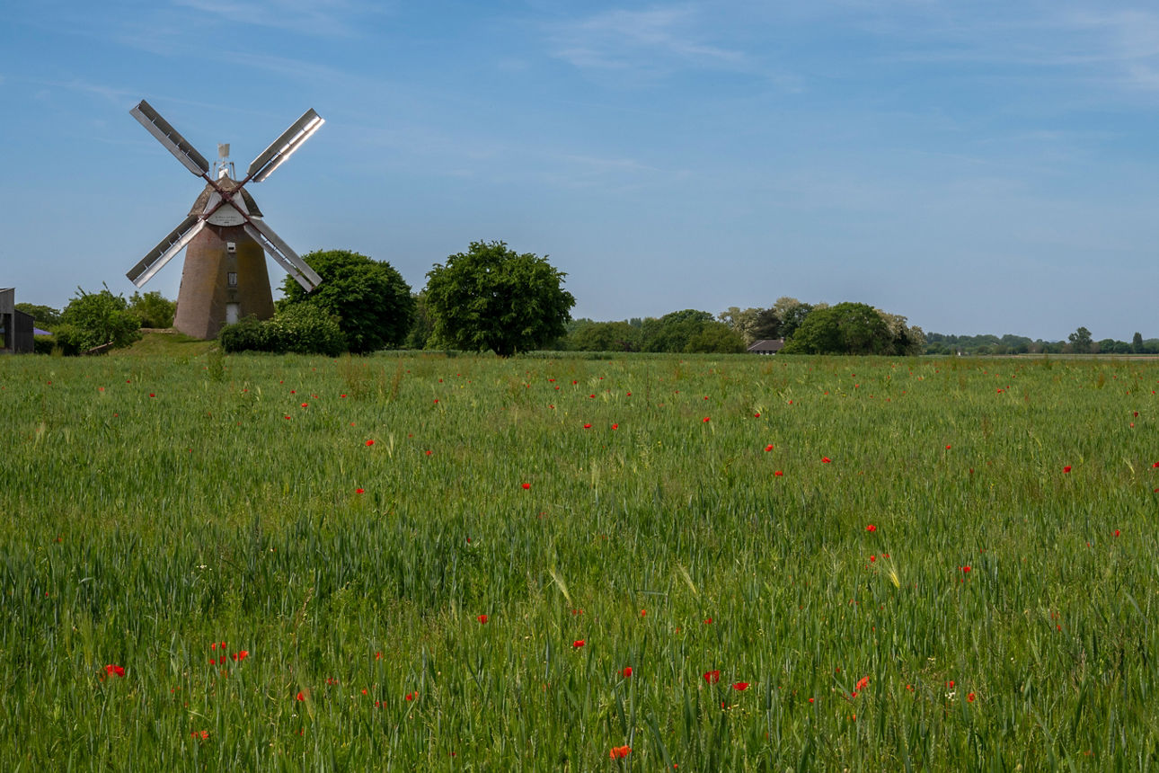Grünes Feld mit einem Windrad im Hintergrund.