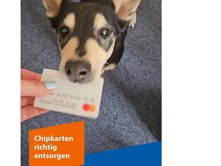 Ein Hund, der eine Kreditkarte im Maul hat, und der Text "Chipkarten richtig entsorgen"