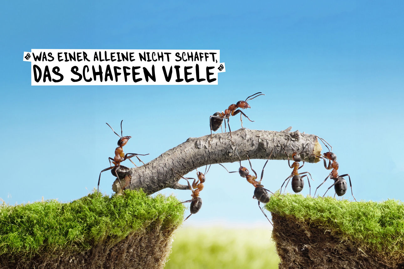 Ameisen transportieren einen Ast um gemeinsam eine Brücke zu bauen,