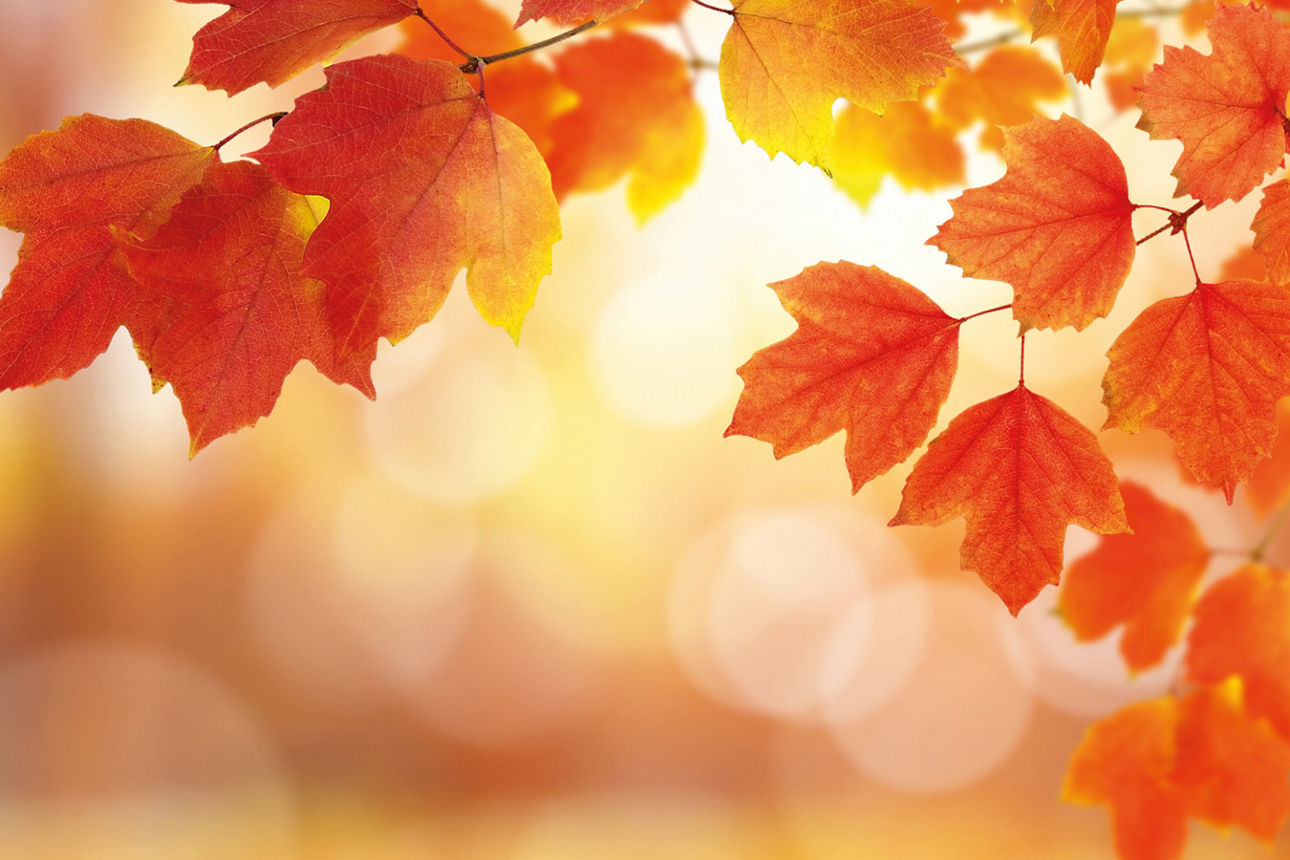 Herbstblätter