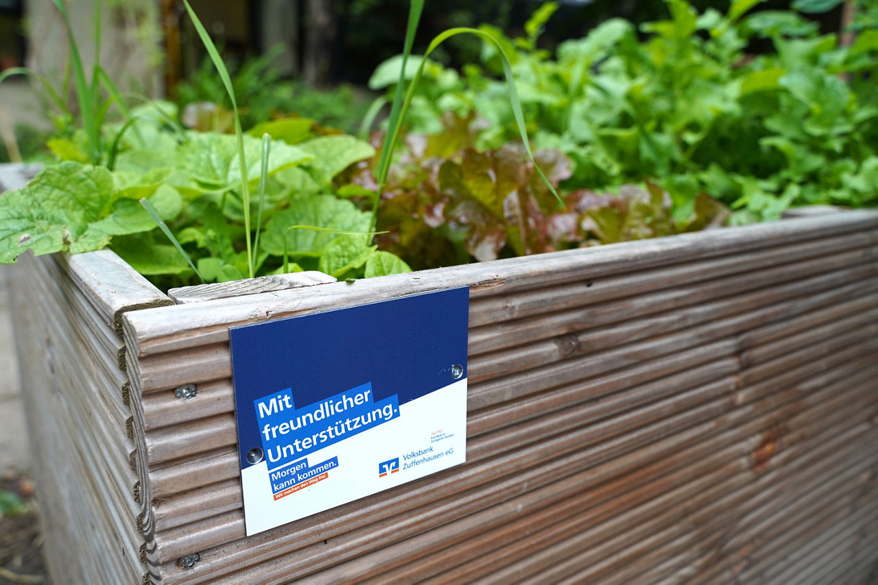 Hochbeet mit Salat und einem Volksbank Zuffenhausen eG Schild.