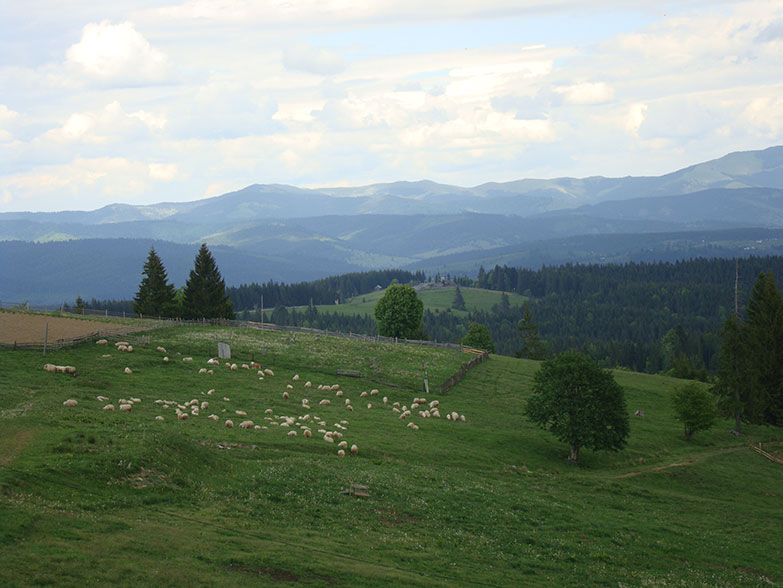 Schafe grasen friedlich auf einer Wiese am Hang mit Blick auf eine weite Bergkette