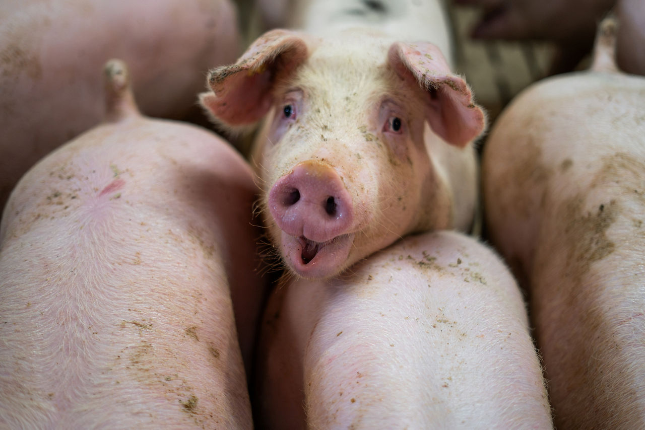 Schwein