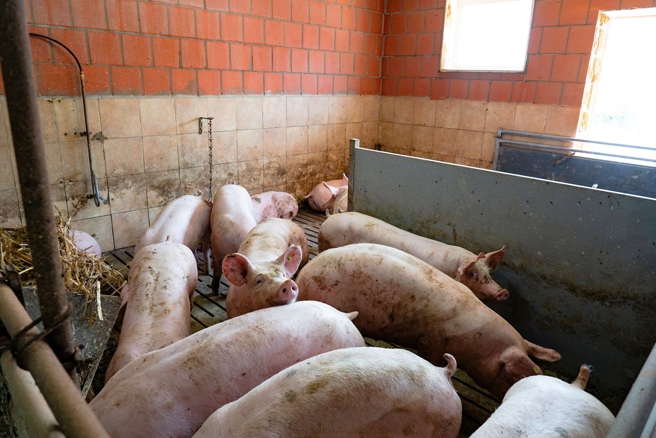Schweinestall
