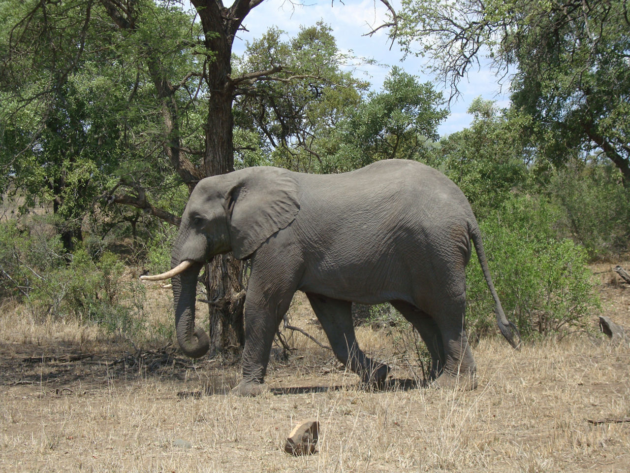 Ein majestätischer afrikanischer Elefant durchquert anmutig die Savanne