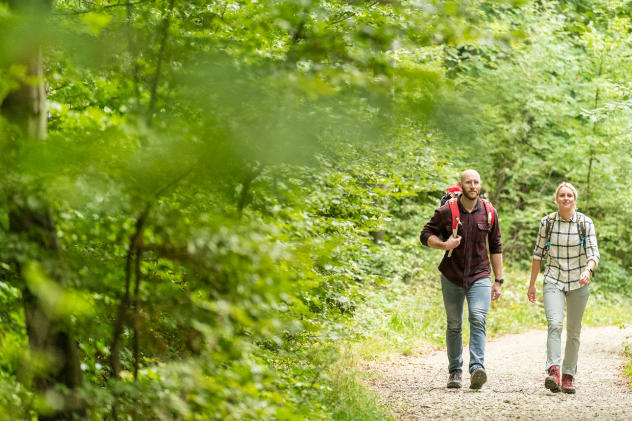Zwei Personen mit Wanderrucksäcken gehen auf einem Waldweg.