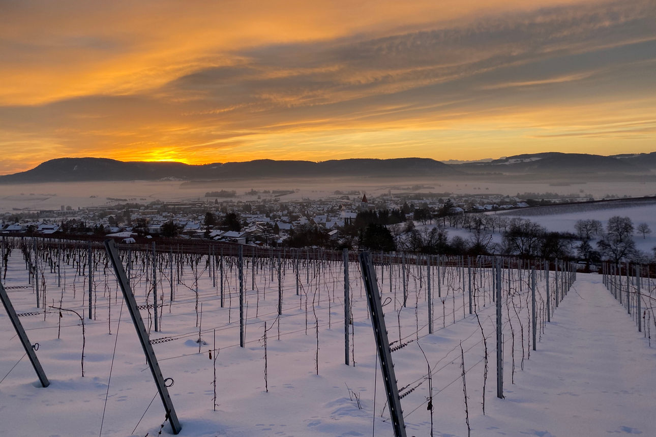 Schneebedeckte Reben mit Sonnenuntergang im Hintergrund