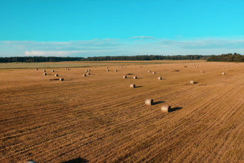 Gemähtes Feld mit Strohballen